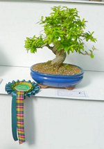 Scottish_Bonsai_Show_2012